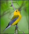 _0SB9618 prothonotary warbler